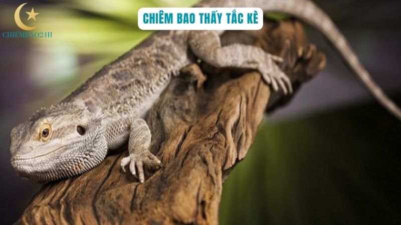 Chiêm bao tắc kè vào nhà đánh số mấy?