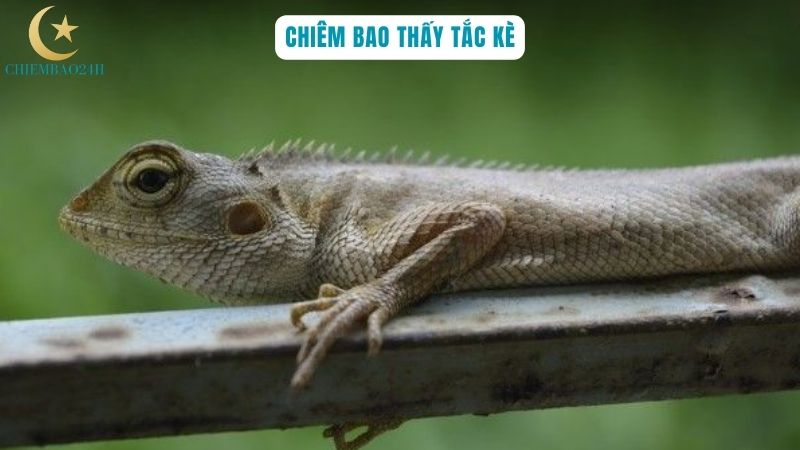 Giải thích chiêm bao thấy tắc kè vào nhà