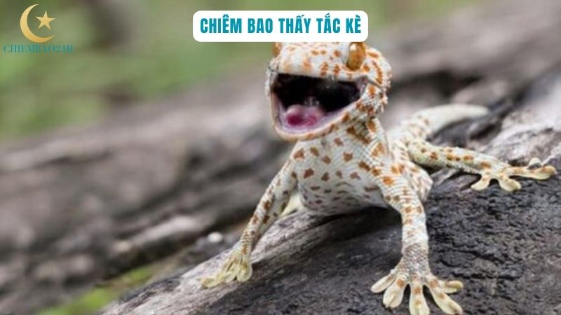 Chiêm bao thấy tắc kè kêu