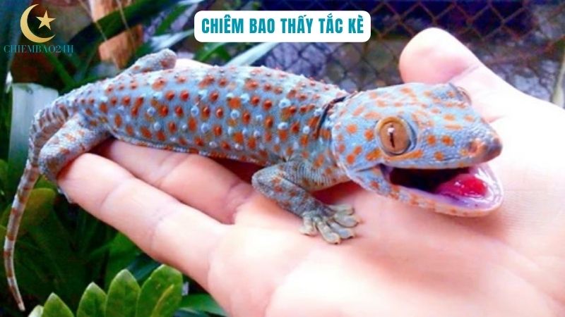 Giải mã giấc chiêm bao thấy tắc kè