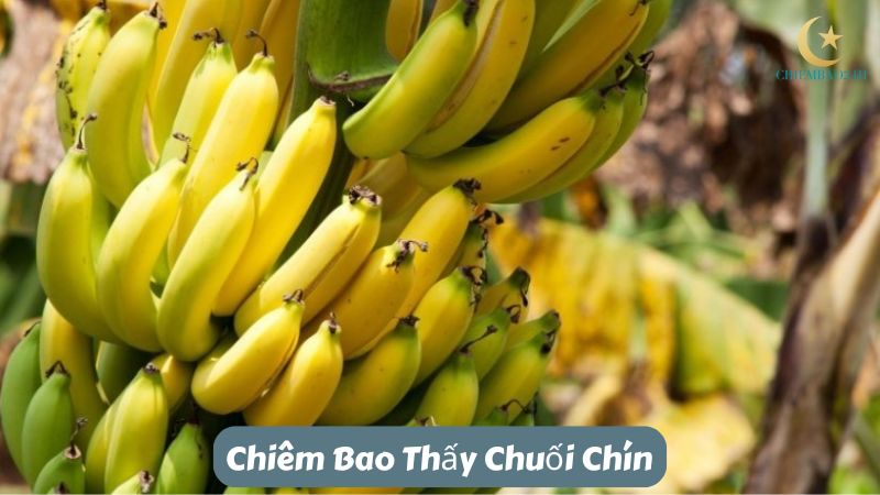 Chiêm bao thấy chuối chín dự báo điều gì?