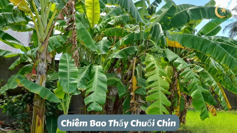 Nằm mơ thấy cây chuối