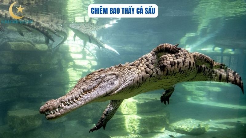 Giấc chiêm bao thấy cá sấu mang điềm lành