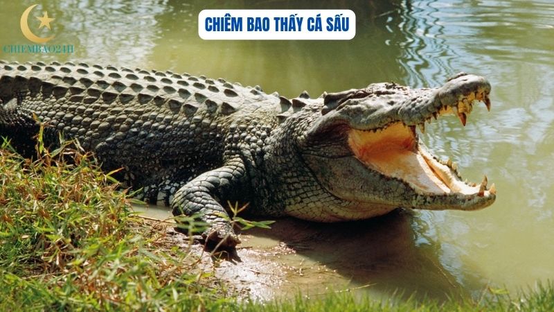 Giấc chiêm bao thấy cá sấu liên quan những con số may mắn nào?