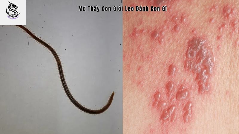 mơ thấy con giời leo đánh con gì