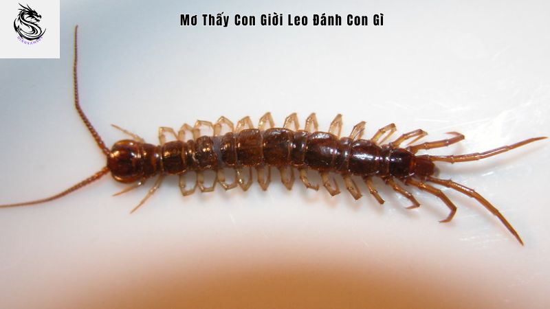 Con giời leo là con gì